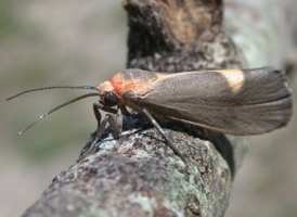 Lead-colored Lichen Moth